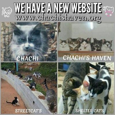 Gail Joss originally from South Africa provides a shelter for 80+ cats. A severe illness now leaves Chachi's Haven in need of donations.