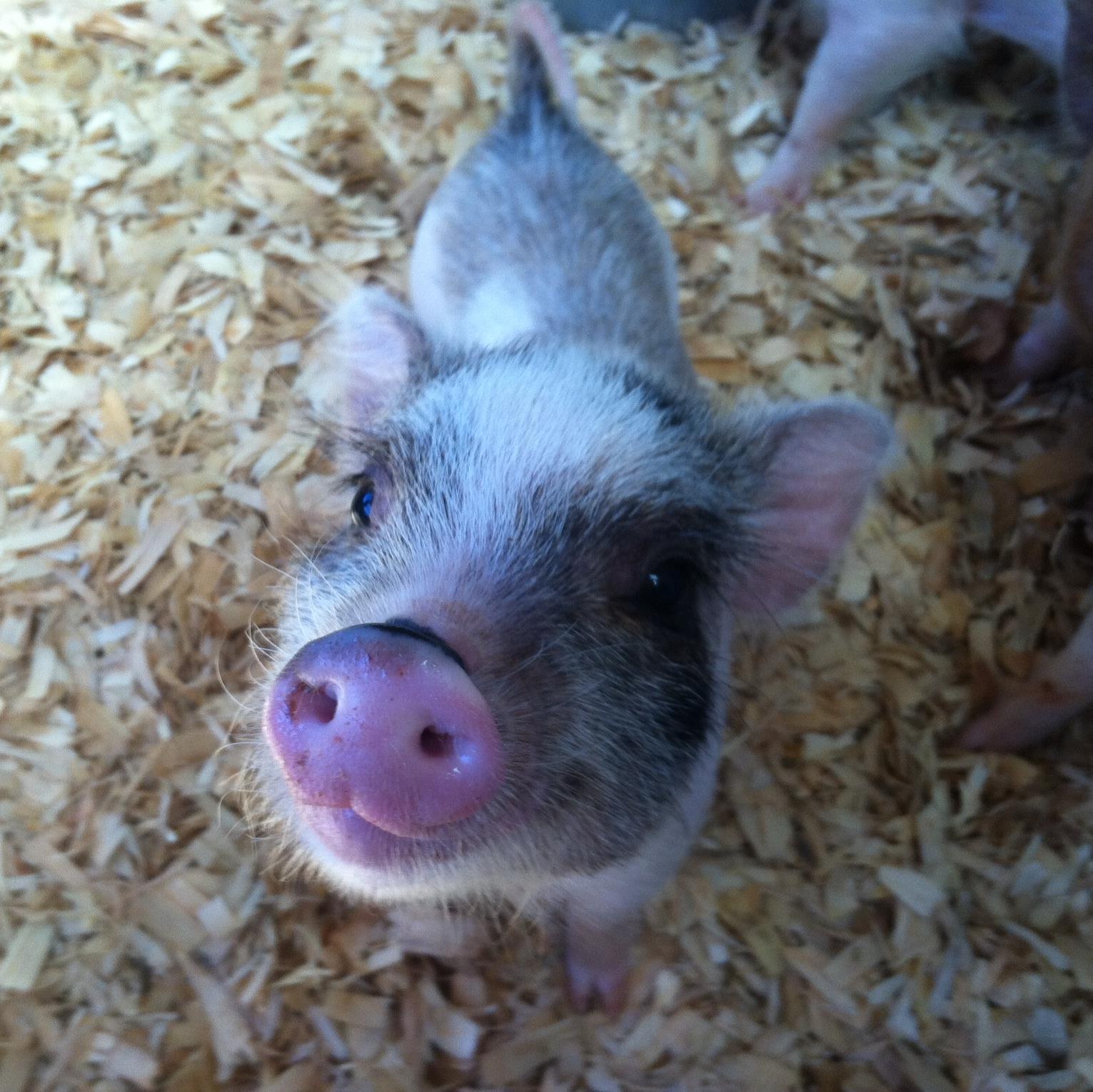 PetalumaPiglets's profile picture. Mini Pig Breeders