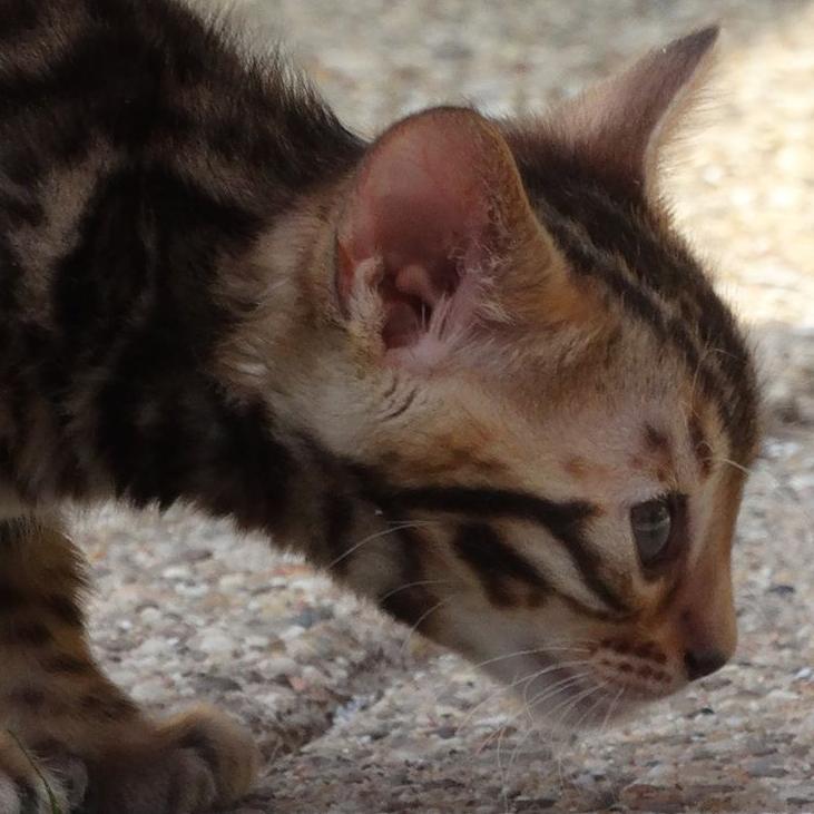 Cattery One in a Million is a small bengal cattery. We have different colors | black tabby | seal lynx | mink | silver and charcoal **every bengal is unique**