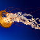 Vincent Byrd  - @hightoprush21 - Twitter