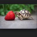 Dennis Perry - @forienturtle - Twitter