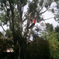 TreeTop Plant Health (@tree_top_inc) 's Twitter Profile