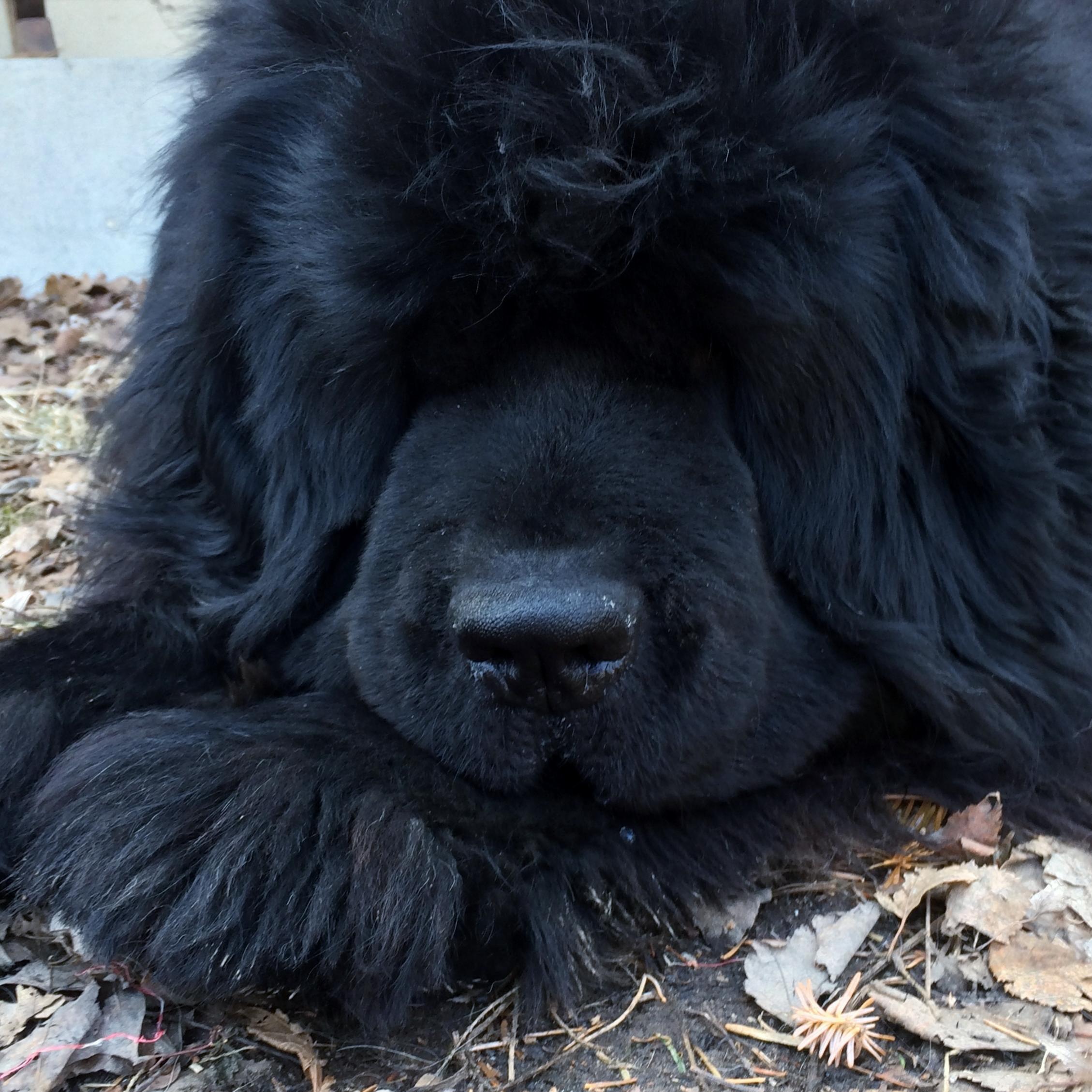 Newfoundland Dog Breeder