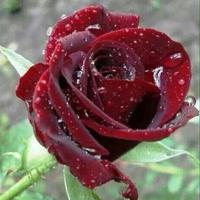 Closed account (@mahadbh2022) 's Twitter Profile