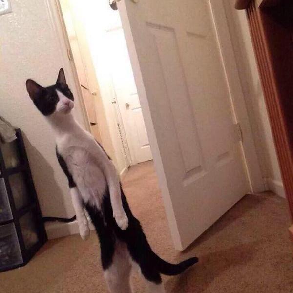 still not noticed by @Faze_rain
