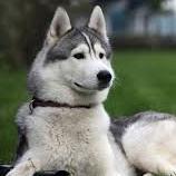 petofmydreamz1's profile picture. 