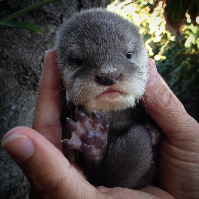 Come dig with the armadillos, hop with the kangaroo, hang out with the sloth, cuddle with the porcupine, and SWIM with the OTTERS!