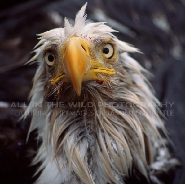 Allinthewild's profile picture. Professional #nature #photography by Canadian photographer Jason Leo Bantle