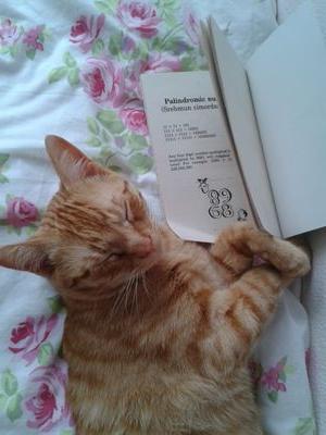 charweston's profile picture. cats 😺😻whippets 🐺