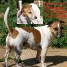I  still miss my two stolen dogs, Ajax & Stamp from Adelaide. SA, Australia. Missing since 19 July 2011. I admire Julia Gillard. (& RTs do not = endorsement.)