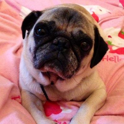 SchiVictoria's profile picture. 