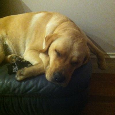 adlevin's profile picture. Work for Oracle in the Utilities vertical. Interested in start ups. Keen road cyclist, passionate about Richmond Tigers.