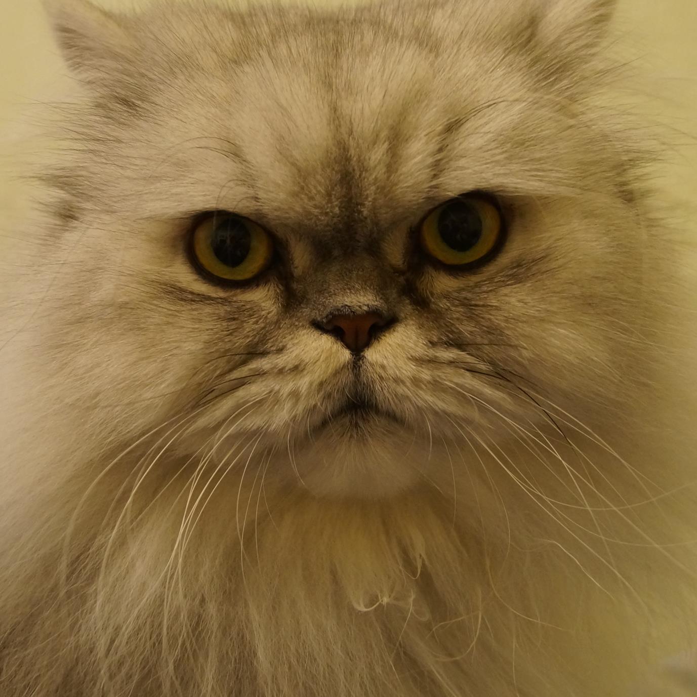 ProhozhiySpb's profile picture. Обычный человек. Все что вы скажете будет искаверкано чужим больным разумом и использовано против вас.