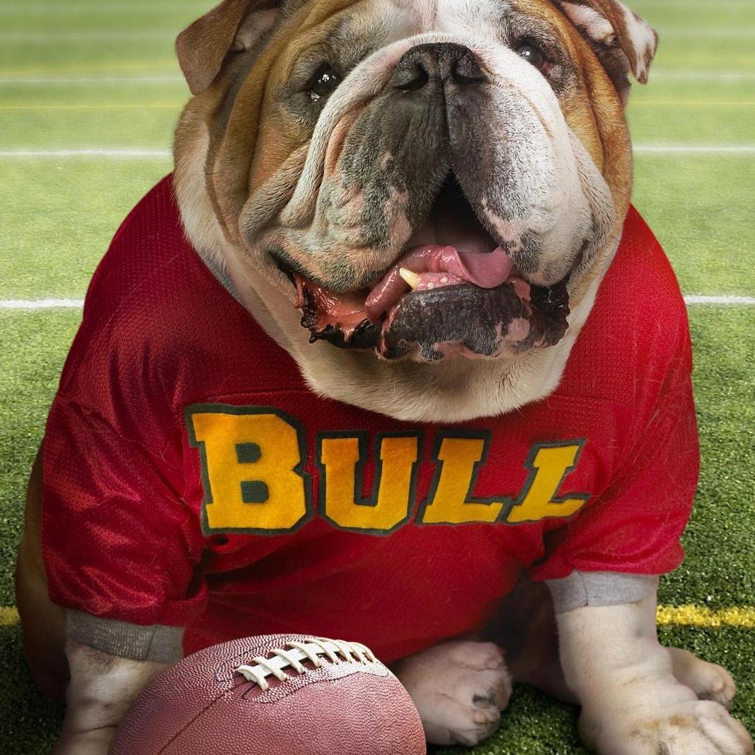 Bulldogs are Awesome!