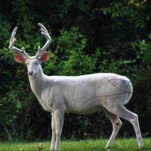 kennytarpley721's profile picture. 