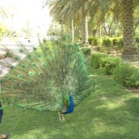 Rashed (@rashedaliuae77) 's Twitter Profile