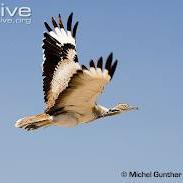 baalachaziz's profile picture. Born and raised in quetta, Balochistan. Undergraduate from USA in poli sci. Working as a civil servant.