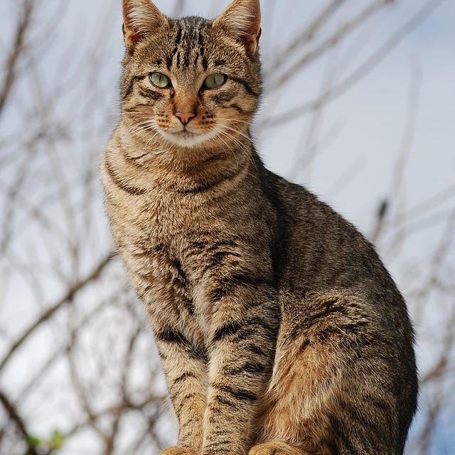Felino_official's profile picture. El gato o gato doméstico (Felino) es una subespecie de mamífero carnívoro de la familia Felidae. El gato está en convivencia cercana al pais