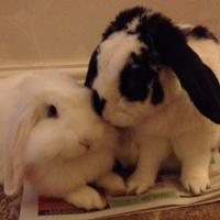 Roy & Sally Bunnies (@roy_and_sally) 's Twitter Profile