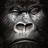 DontWorryOnlyMe's profile image
