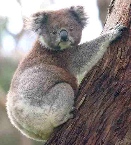solarkoalatweet's profile picture. Founding Member and President of the Solar Koala Group; Consummate Professional