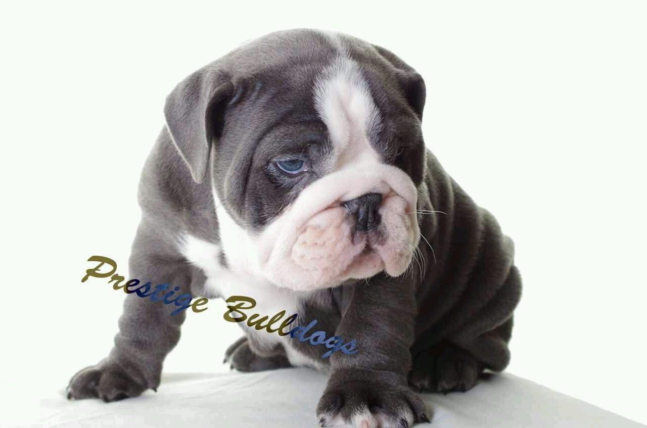 prestigebulldog's profile picture. Prestigebulldogs are here to provide quality bred dogs, with the satisfaction of colour also