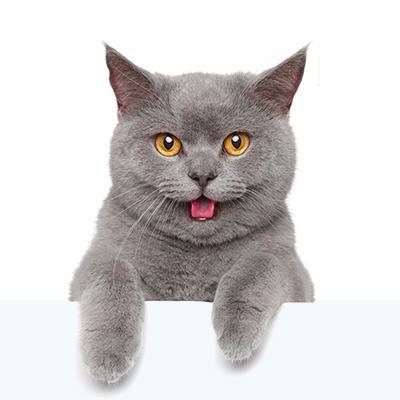 FishFinderCat's profile picture. I’ll have the fish.