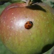 Bridport Com Orchard (@bridcomorcardh) 's Twitter Profile