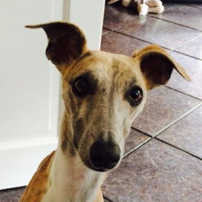 I'm Bailey a boy who likes to run! However i like to sleep on the sofa and keep warm!