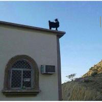 العابر (@abcdef5683) 's Twitter Profile