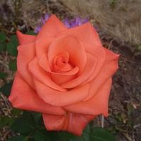 Opal 🇨🇦🇺🇸 (@kathi1011) 's Twitter Profile