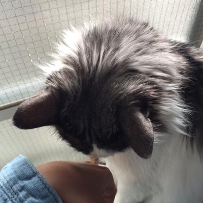 長女は超超元気でアワアワしてます。 次女はまだ寝てばっか。家事嫌い。 ウェルシアの蒸しパンが好物。