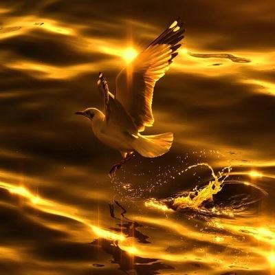 rosinasorrenti's profile picture. 