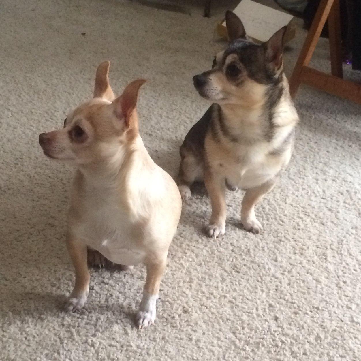 We're Paco and Pedro. The cutest little Chihuahua brothers you'll ever meet. We're besties and love Sprinkles cupcakes.