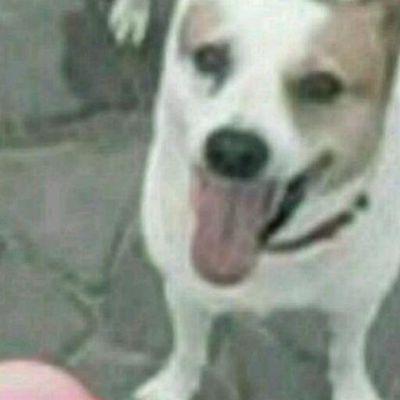 増改築.外壁塗装をしています. 今は20oFで工事の予約をしています。淀川区西宮原3_3_2 （06_6397_5979）担当藤田迄