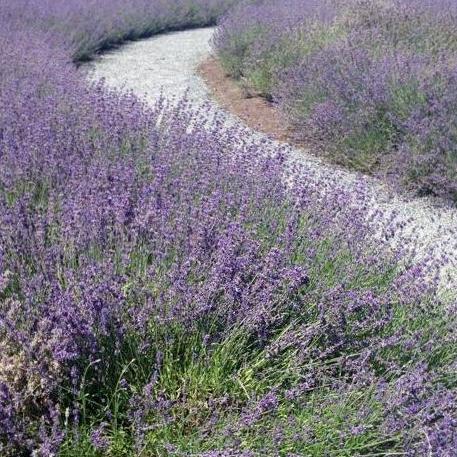Life has made me a student of the many non traditional ways to find healing and relaxation. To each their own path!