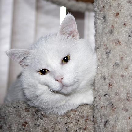 FIV+ Senior Tomcat, Formerly Feral, Foster Failure
