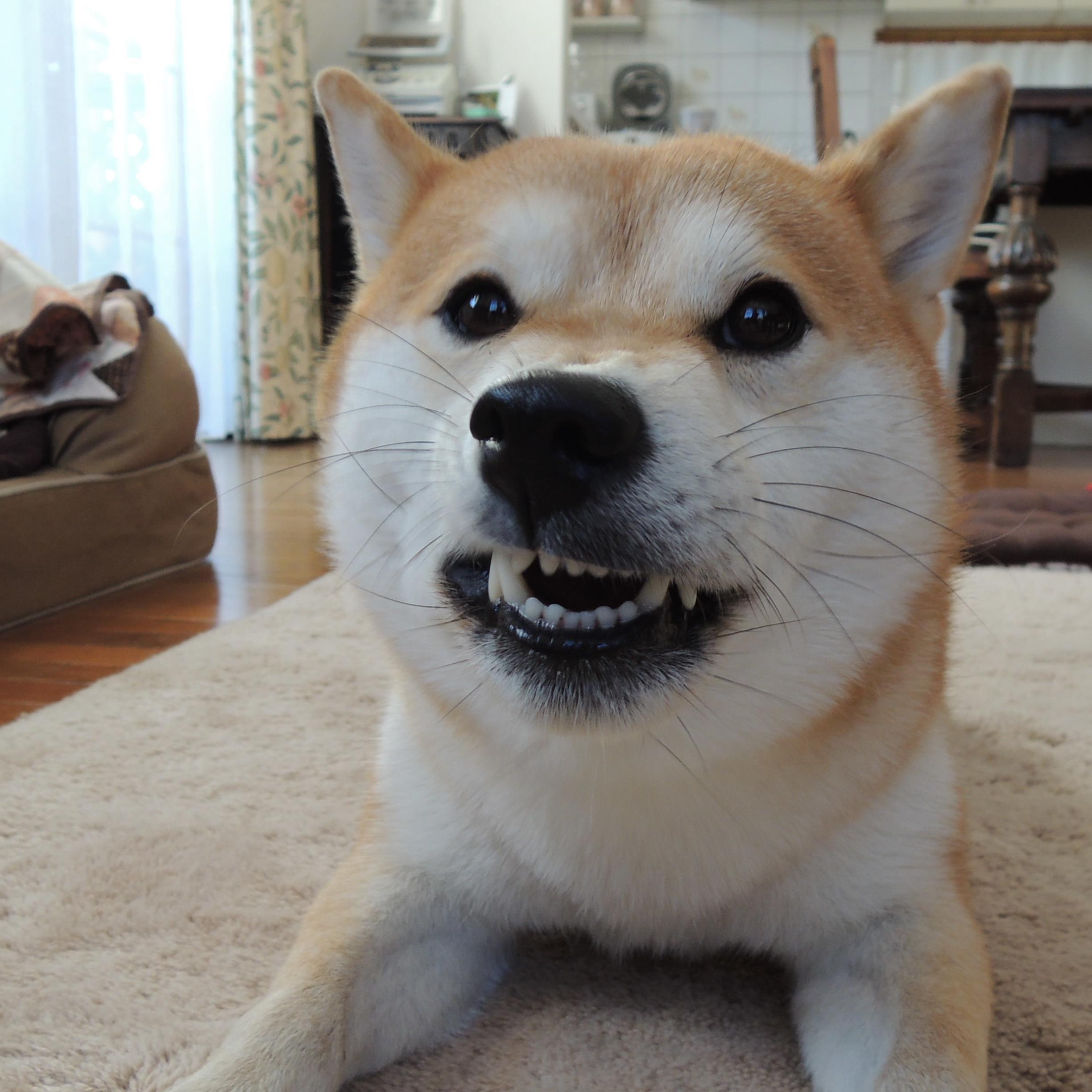 itsuki815's profile picture. 人も動物もこの世に生まれくる全ての命が
、いかなる状況の下でも
大切に扱われ、尊ばれる命でありますように。
ＮＰО法人　動物実験の廃止を求める会「JAVA」の
会員です。