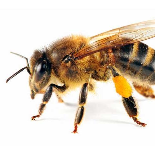 forsythbees's profile picture. The FCBA is a nonprofit 501(c)(5) chapter of the North Carolina State Beekeepers Association.