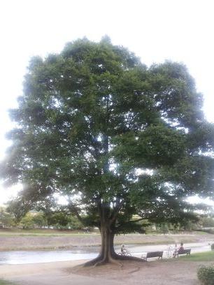 rokushou09's profile picture. 