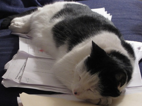 DolynTweet's profile picture. 