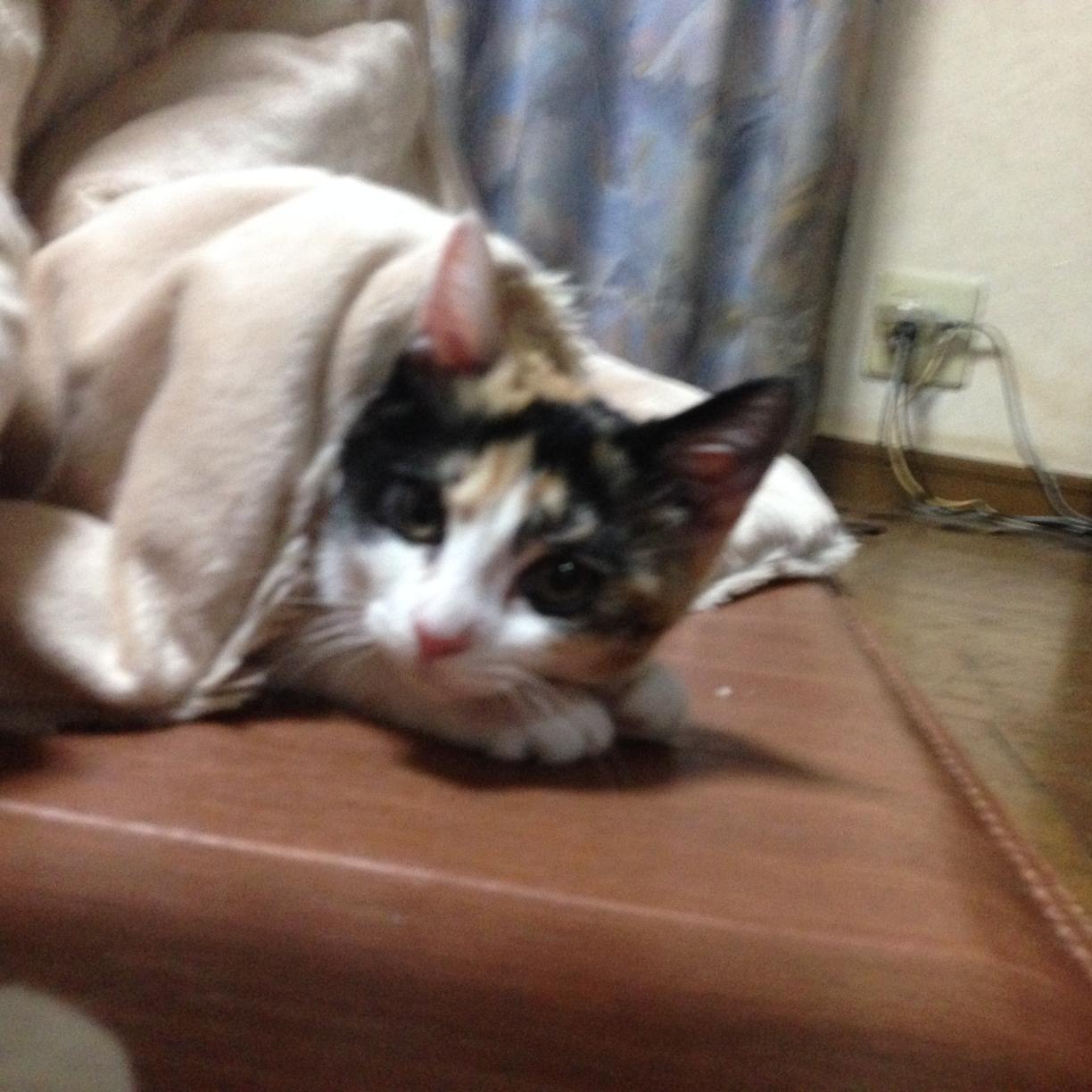 bo_shigemi's profile picture. 