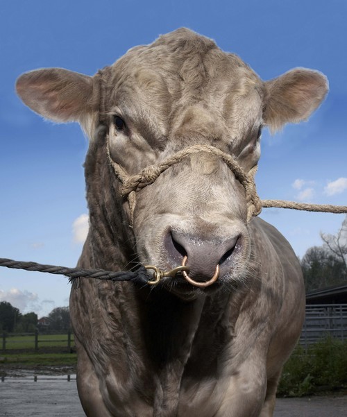 climages's profile picture. Country Life Images specialise in contemporary and historic photographs of country houses, gardens and all aspects of country life within the United Kingdom