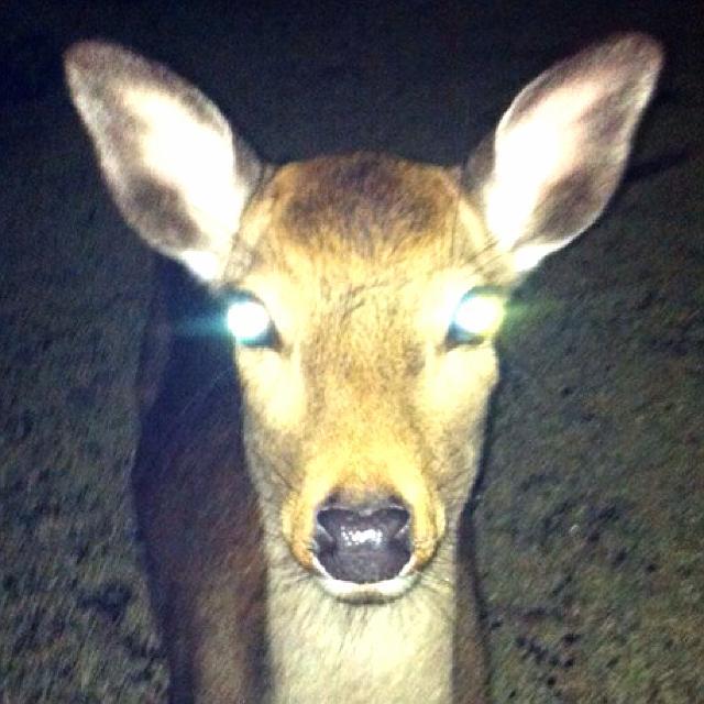 zmd8jv0n's profile picture. まぶしいー