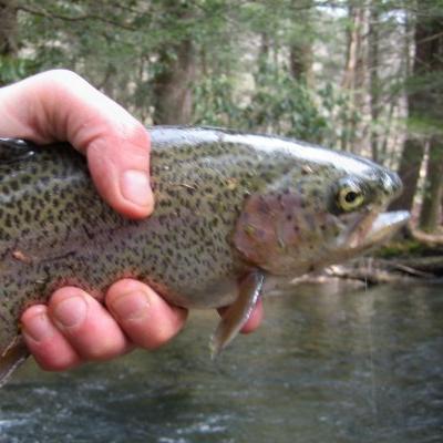 Emergency Physician, Wheeling Jesuit University / @WheelingU54 & @RCSI_Irl Alum. #ERDOC #FlyFishingSuperStar