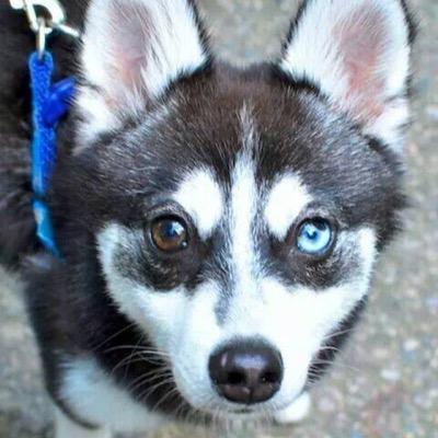 BellabooJess's profile picture. 