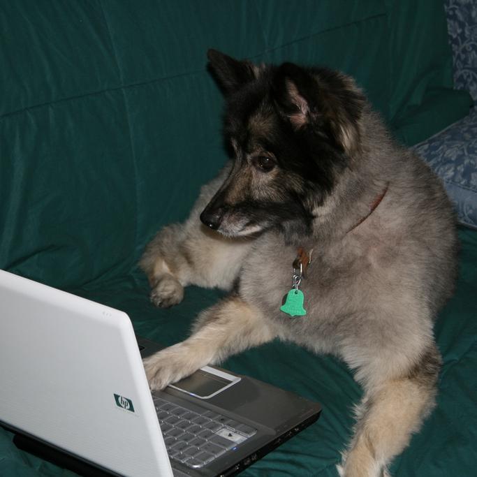 hundarsomoss's profile picture. Podden för alla hundägare som vill känna sig mindre ensamma