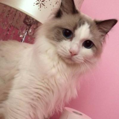 tang_watermelon's profile picture. 