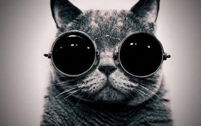 Young Competitive Gamer |  Optic Fanboy |  Love Cats