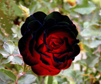 LIIIIIIIIIIIINE's profile picture. kulture,musique,mosaique,peinture,art,artiste,histoire de l art